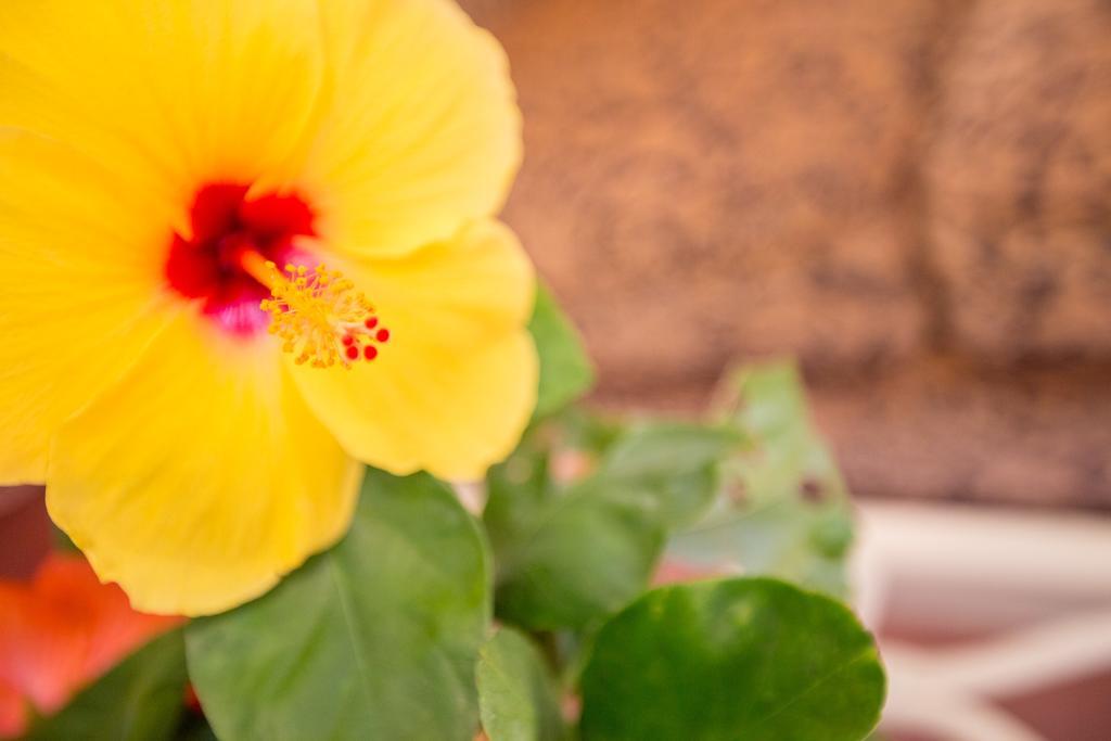 Kehena Oceanfront Cottage Near The Kalapana Lava Flows מראה חיצוני תמונה