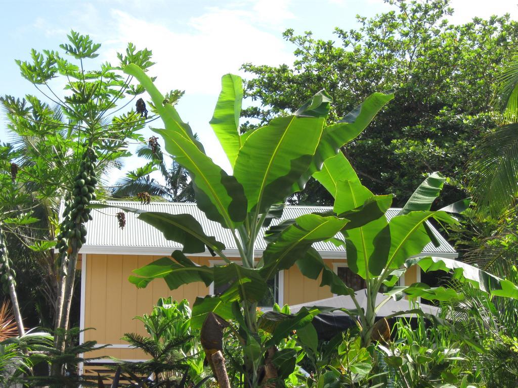 Kehena Oceanfront Cottage Near The Kalapana Lava Flows חדר תמונה